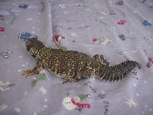 Bowser Laying on bed