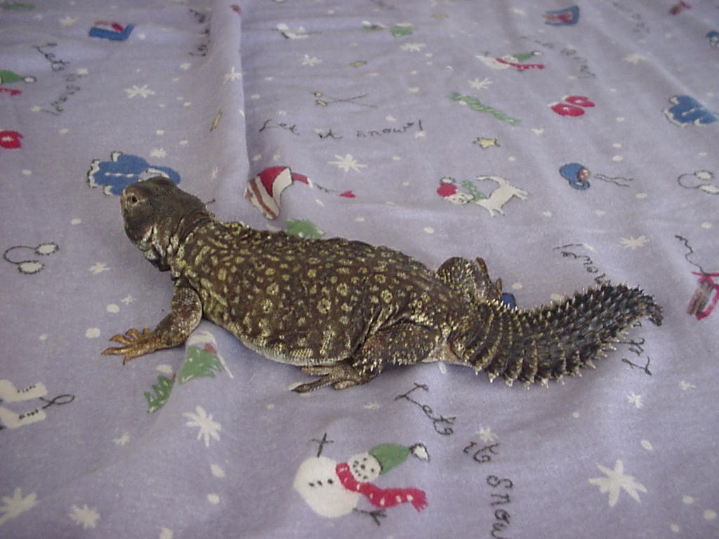 Bowser Laying on bed
