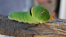 Catapiller w/Eyes - What am I?