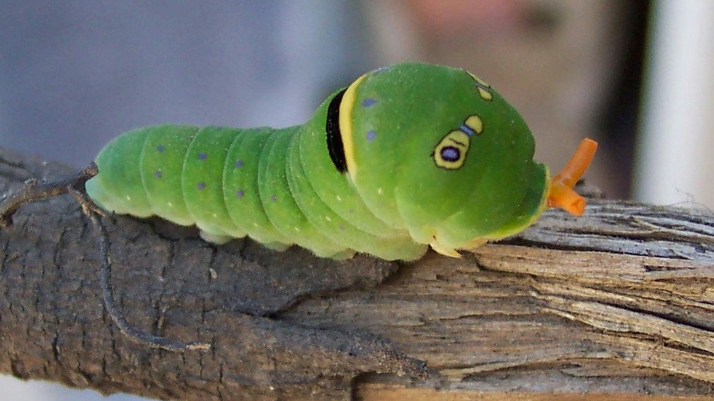 Catapiller w/Eyes - What am I?