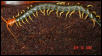 My Largest Centipede