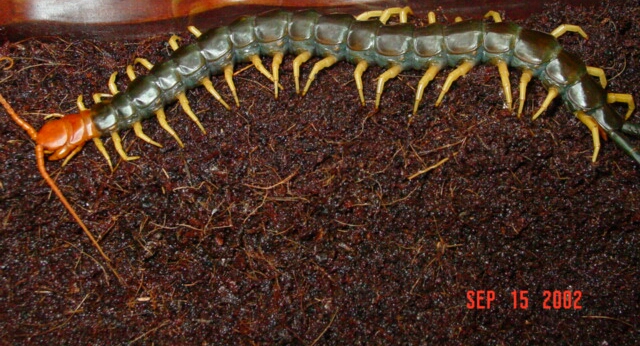 My Largest Centipede