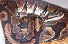 Big Female