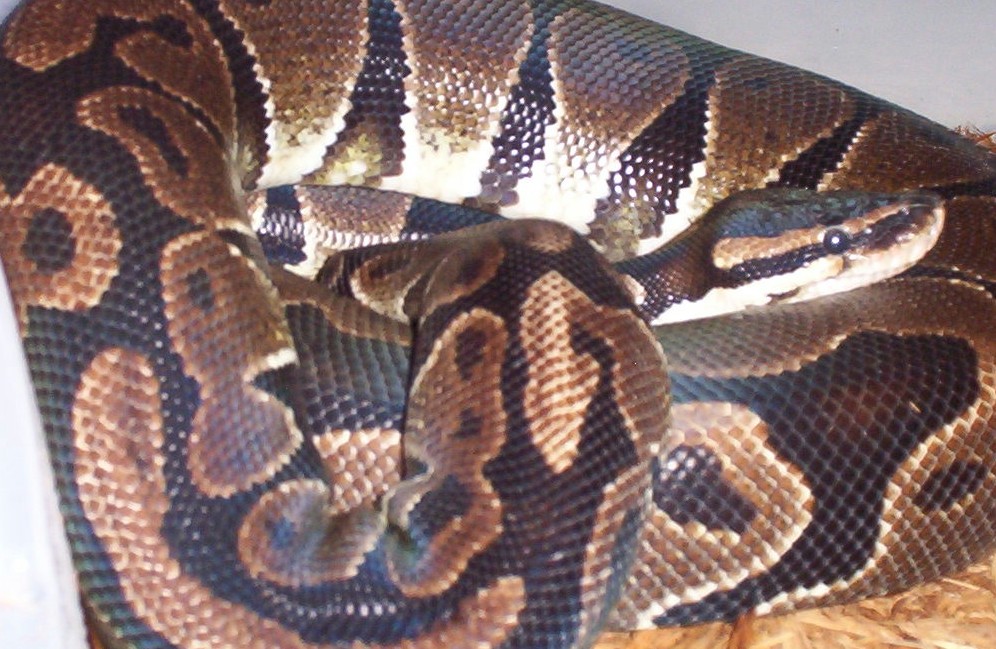 Big Female