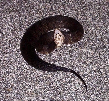 Cottonmouth puttin' on a show!