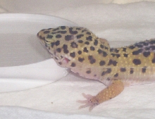 Taking a nap