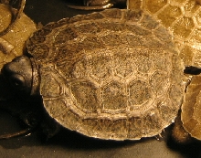 One month old Wood turtle