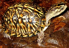A beautiful 2003 hatchling.
