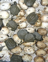 Hatchling Wood turtles