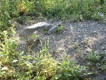 Nesting female Wood