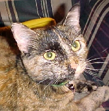 Lizzie