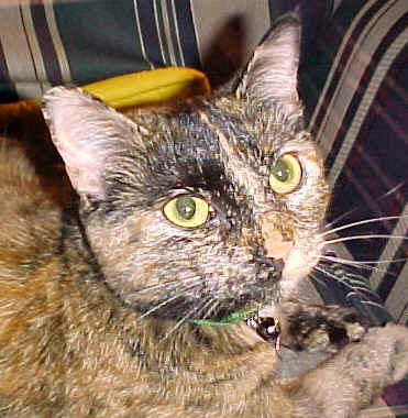 Lizzie