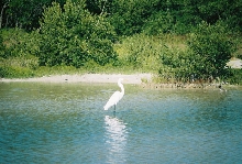 heron