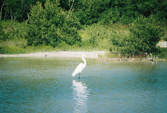 heron
