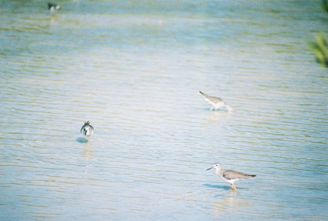 Birds-Cabo_rojo