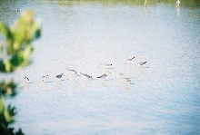 Sanderlins