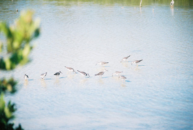 Sanderlins