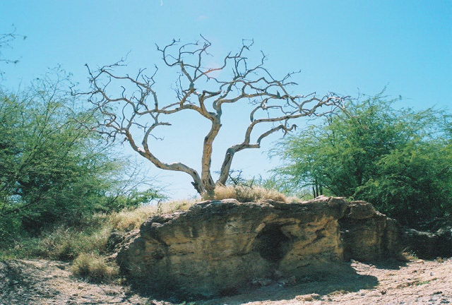 tree