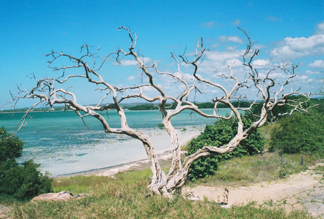 tree2