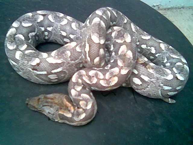 Dumeril-gray