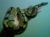 my-ball-python