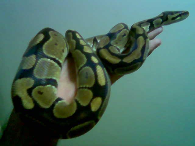 my-ball-python