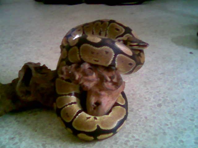 ball-python