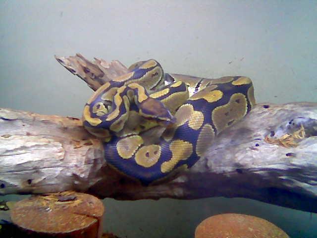 Python regius