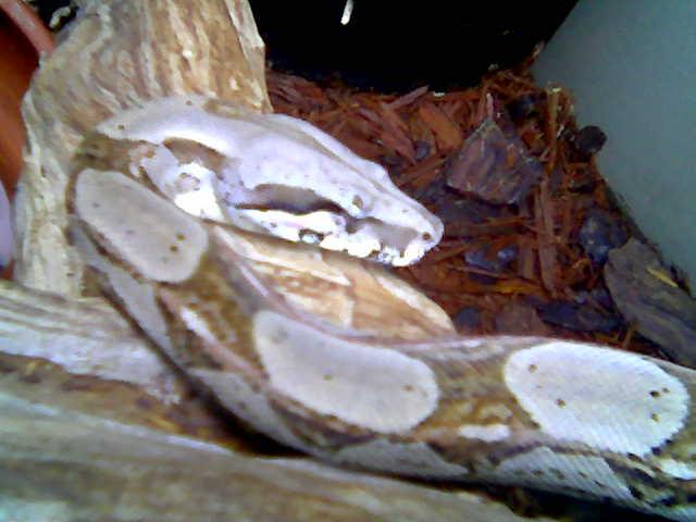 boa-face