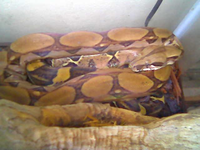 pre-shed