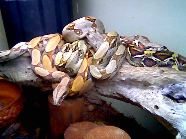 3-boas