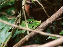 Amazon-Dendrobates