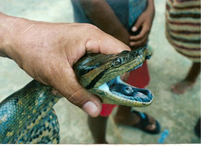 Peruvian-amazon-anaconda