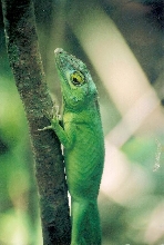 Anolis-cuvieri