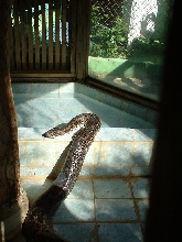BIG-Python