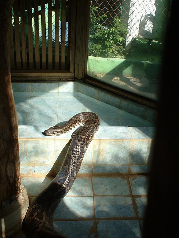 BIG-Python