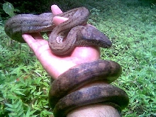 Epicrates_inornatus