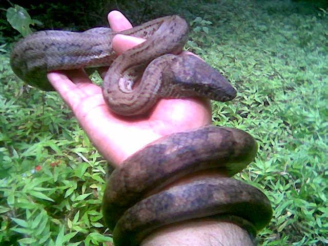 Epicrates_inornatus
