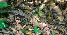 Epicrates-inornatus