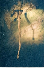 epicrates-inornatus