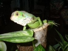 Iggi