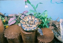 my-ball-as-baby