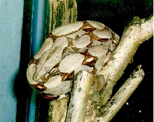orange-boa