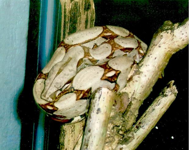 orange-boa