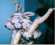 one-of-my-3-constrictors