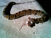 python-feeds