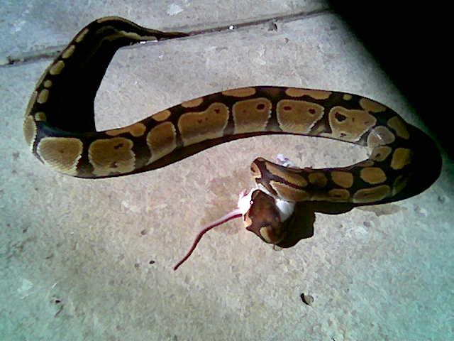 python-feeds