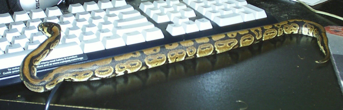 My Ball Python, Bubbles