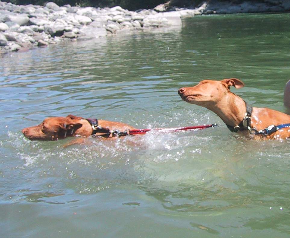 Swimmers