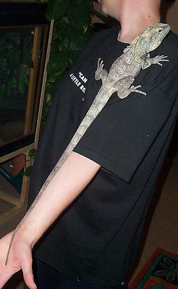 Goliath 1